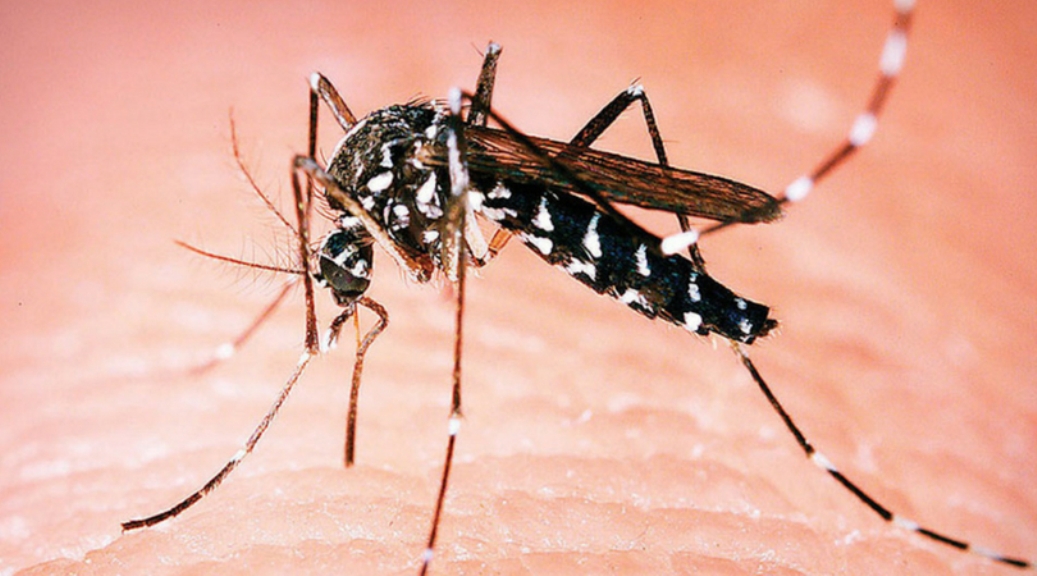 Registrovan virus Zapadnog Nila kod komaraca u Srbiji