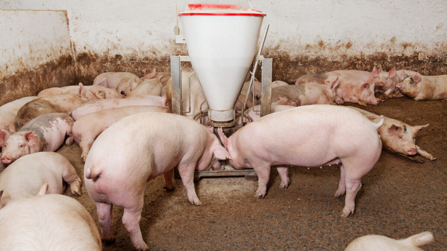 EFSA: Rizik od afričke svinjske kuge u Srbiji