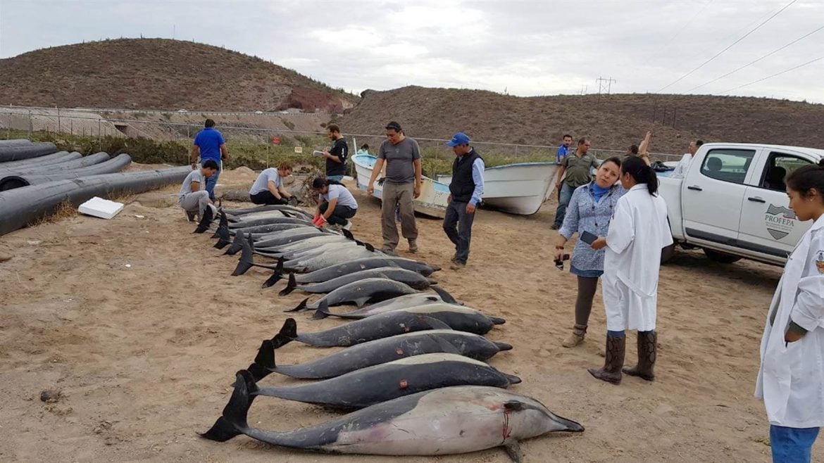 Desetine delfina nasukalo se na obalu u Saudijskoj Arabiji