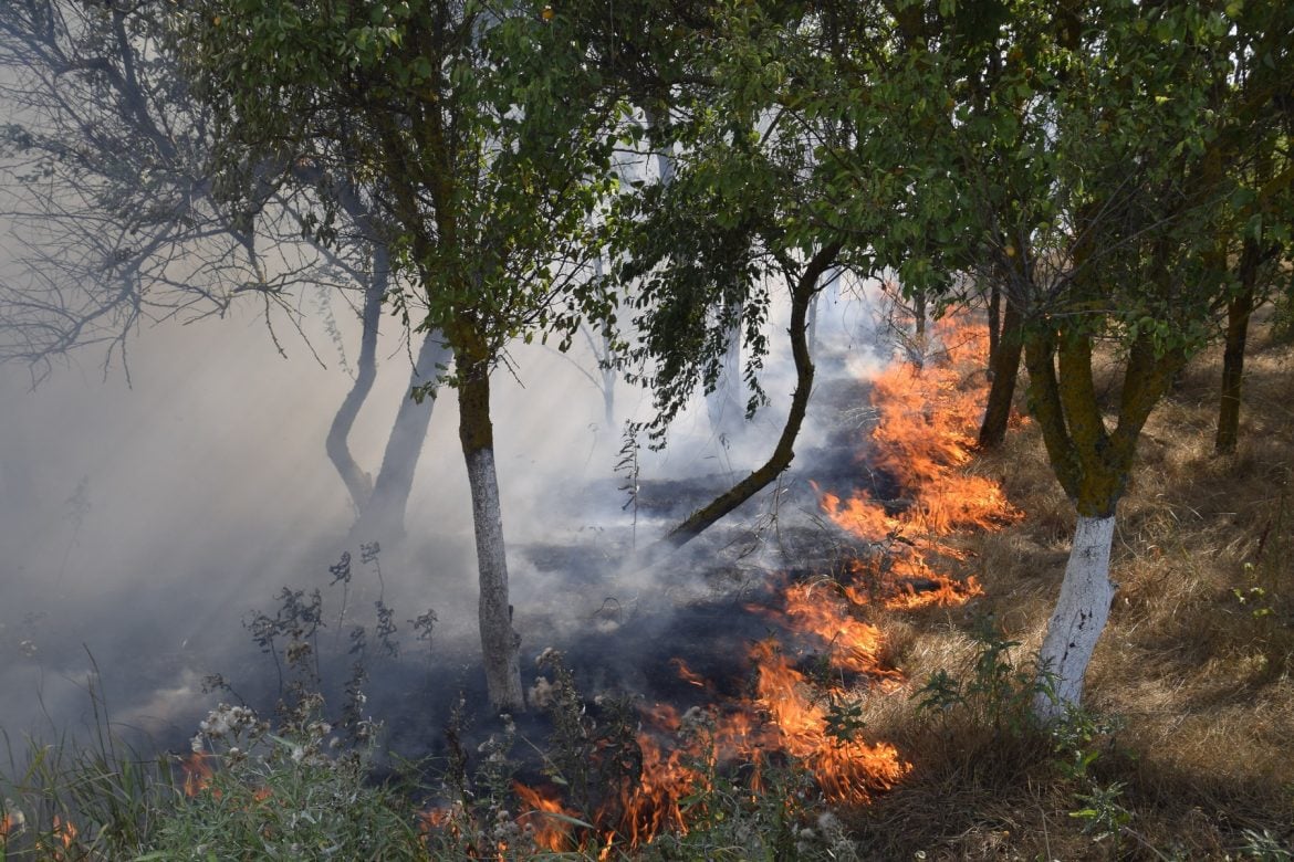 Požar na Svetoj Gori delimično pod kontrolom