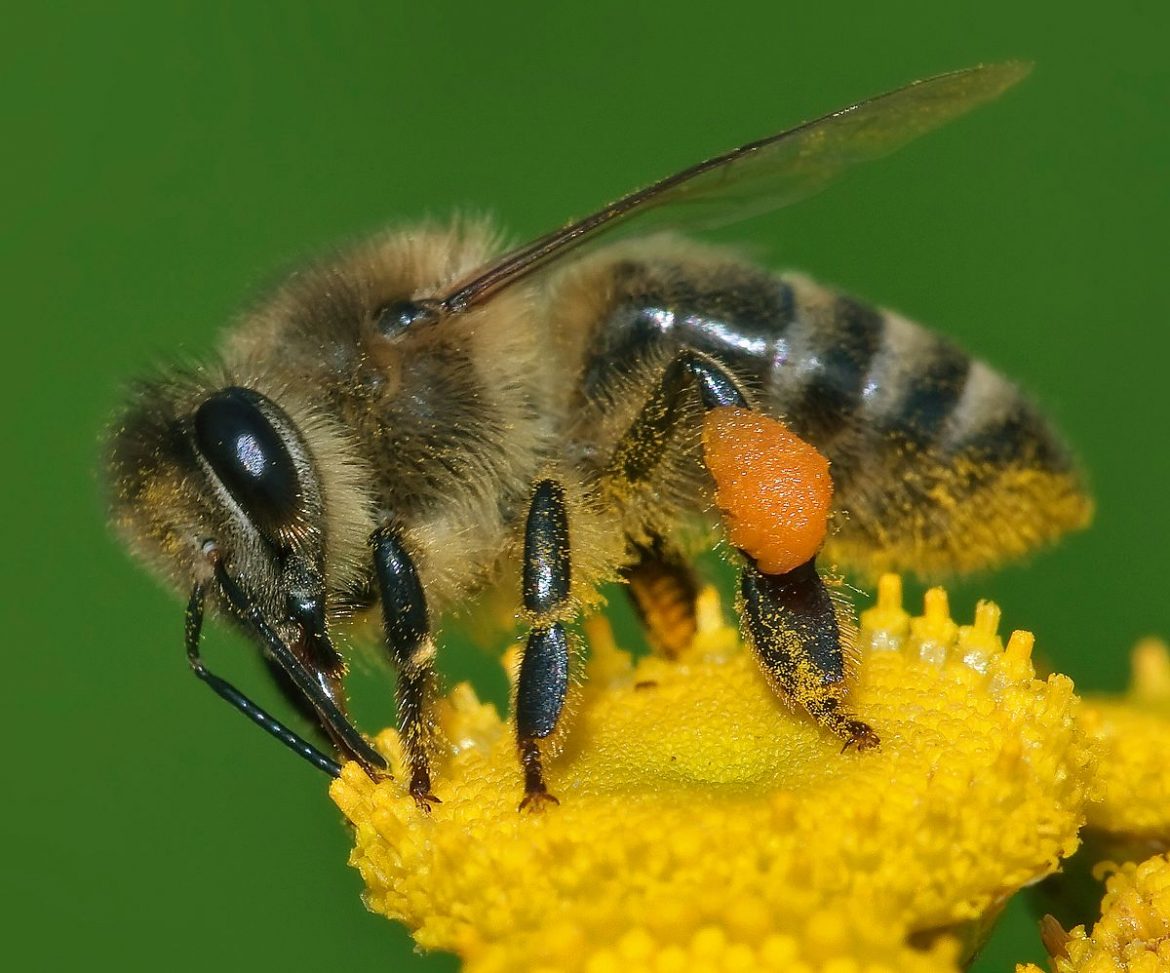 Danas je Svetski dan pčela, postaju ugrožena vrsta