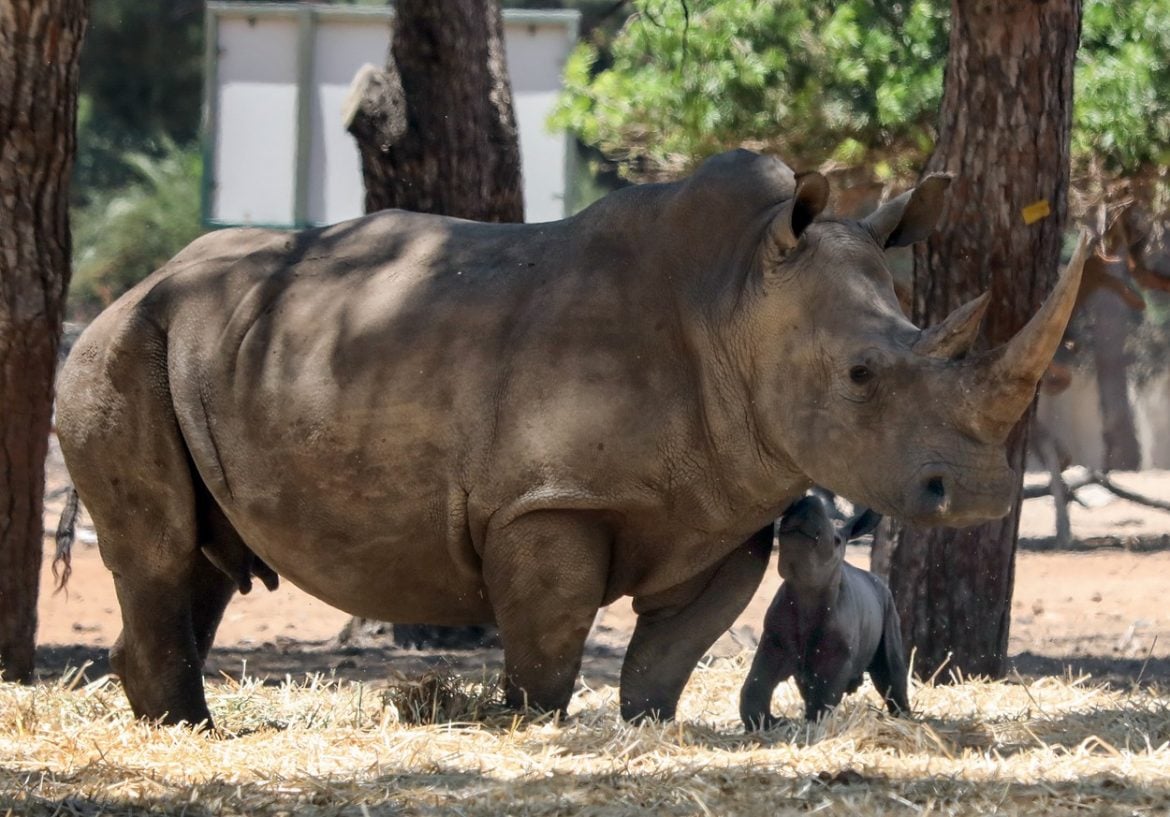 Na Javi snimljena dva mladunčeta ugrožene vrste javanskog nosoroga