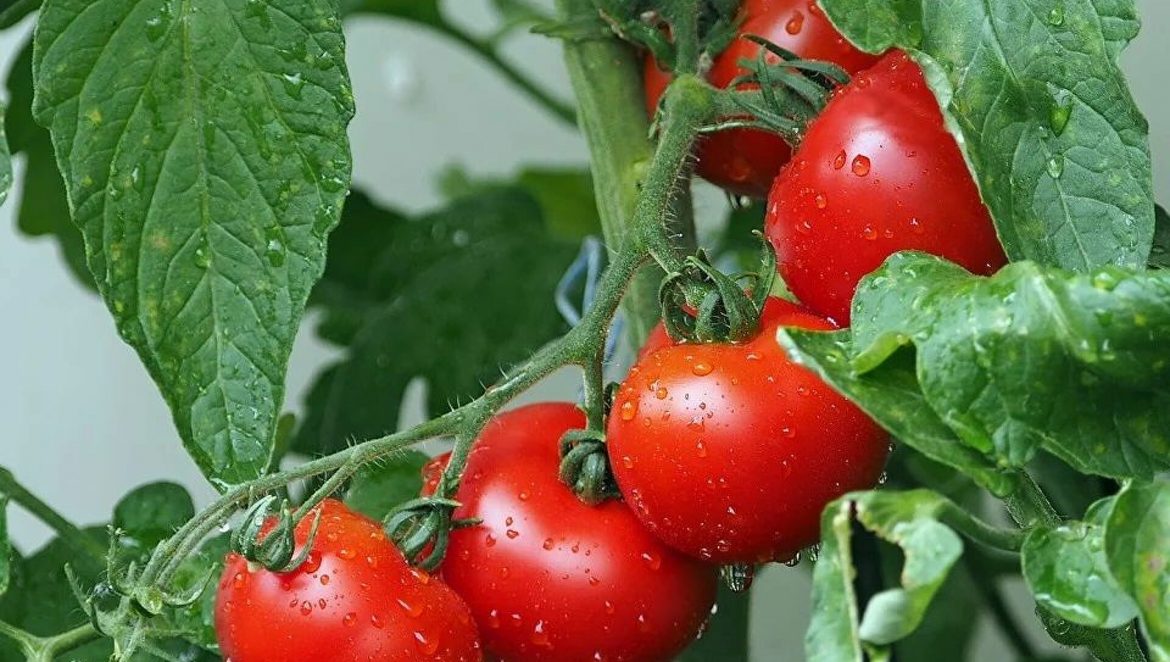 Nedimović: Pomoć proizvođačima paradajza