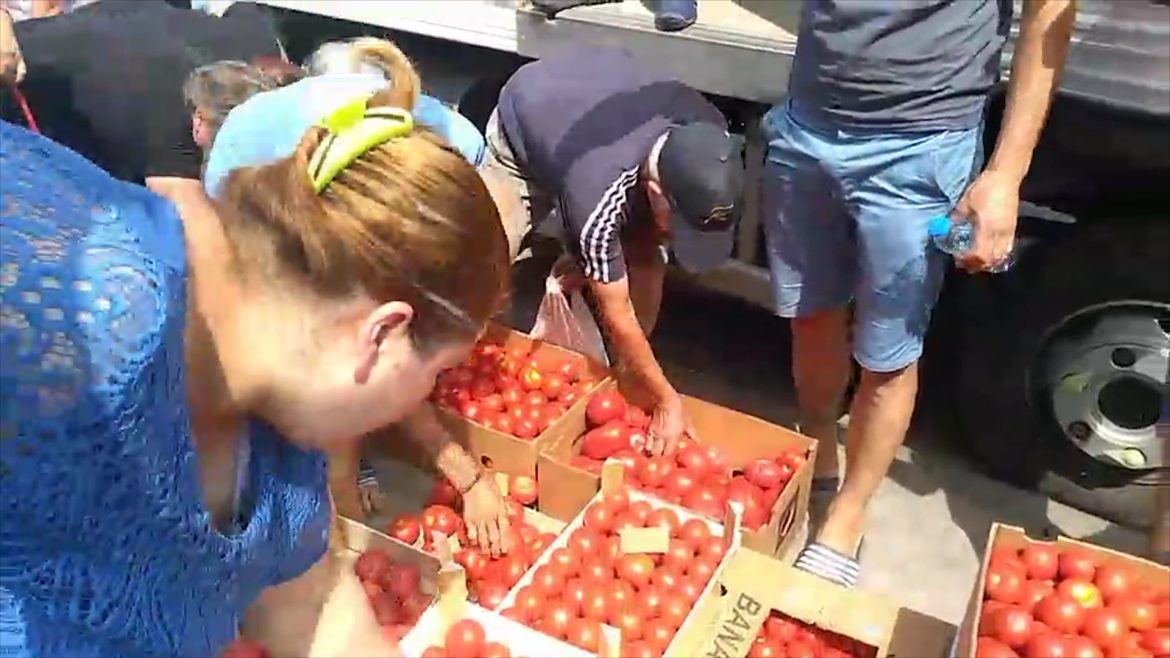 Leskovački povrtari ponovo danas delili paradajz građanima