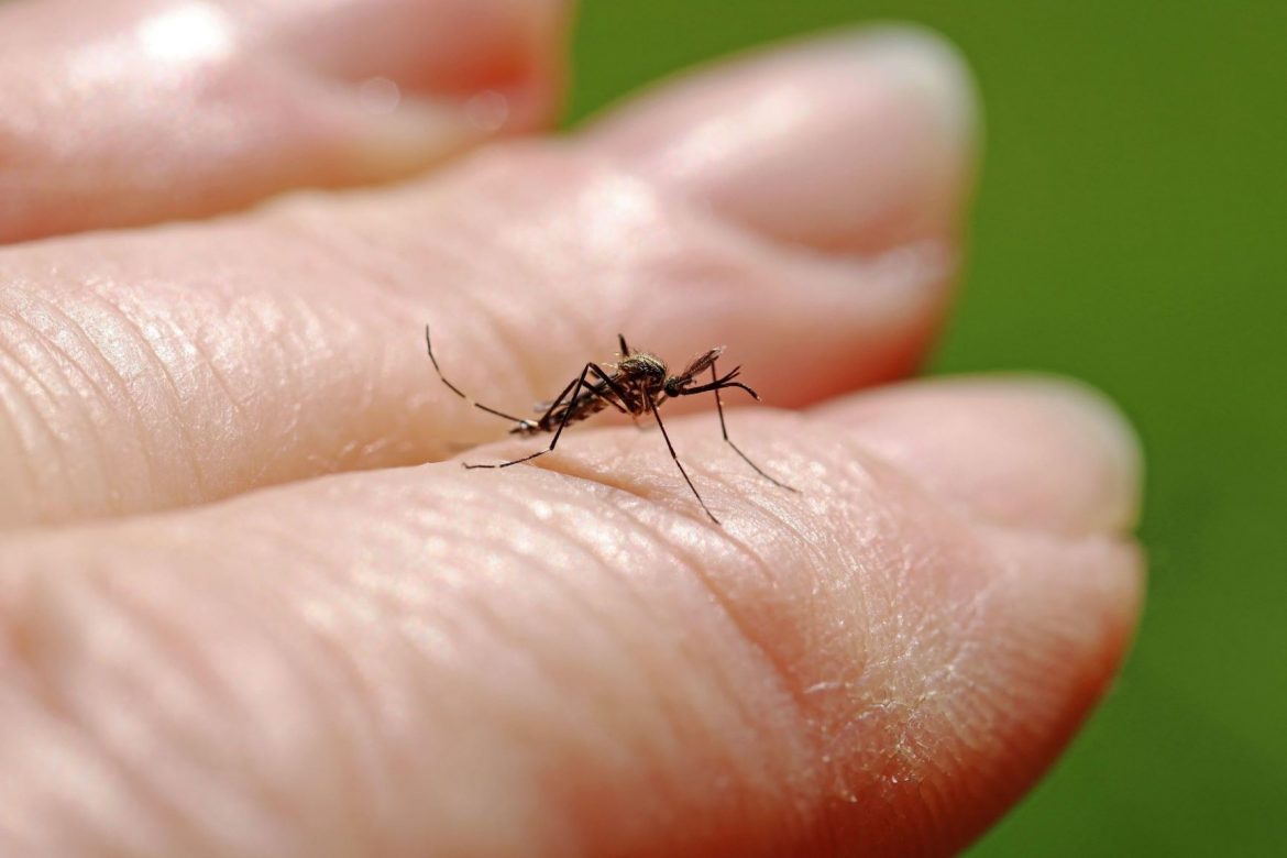U Beogradu kod komarca otkriven virus Zapadnog Nila