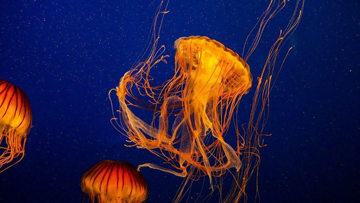 Ogromna meduza snimljena u Jadranskom moru