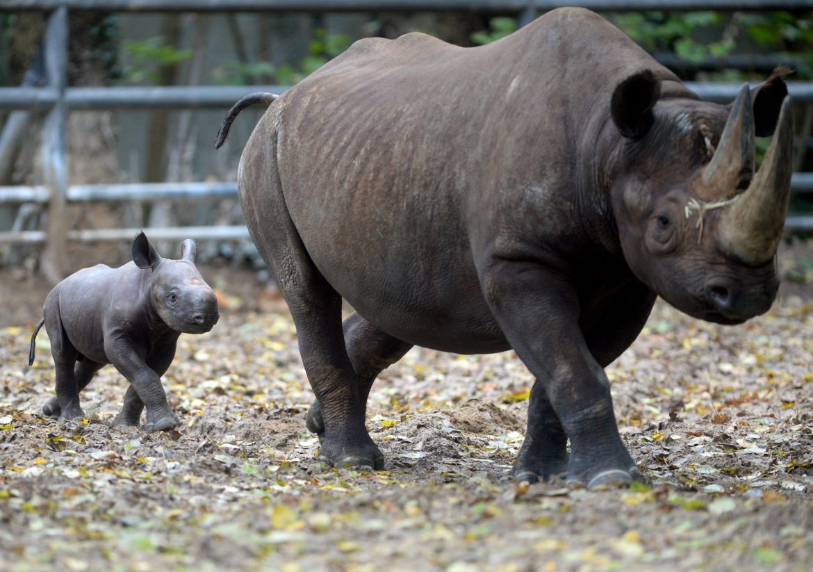 Uginuo najstariji beli nosorog na svetu