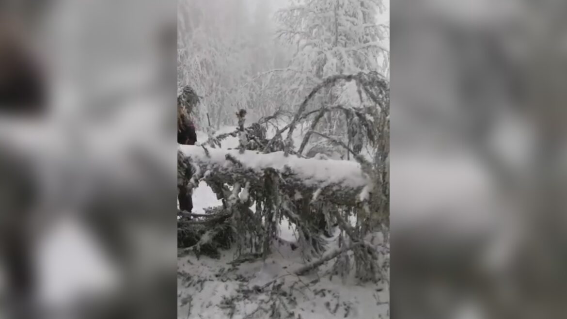 Snežna oluja u Novoj Varoši čupala drveće iz korena