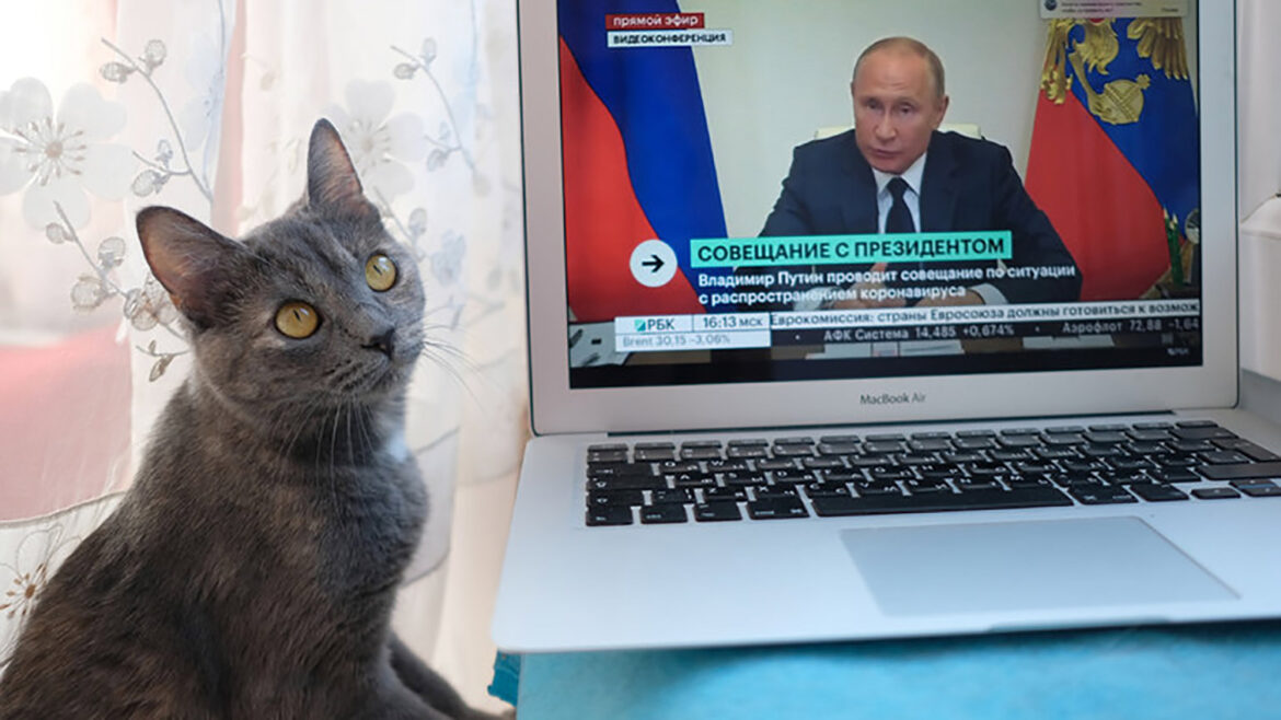 Ruske mačke trpe posledice sankcija