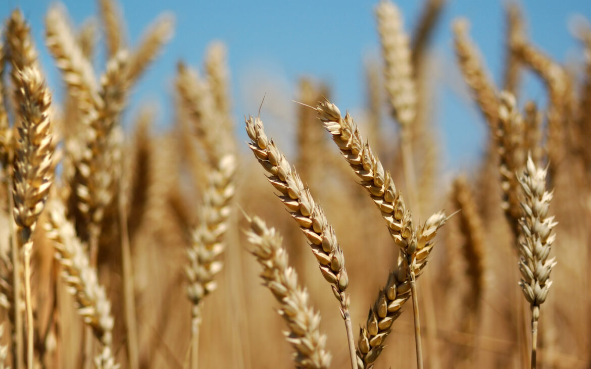 Privredna komora Srbije će predložiti Vladi uveđenje kvota umesto zabrane izvoza žitarica, brašna i ulja