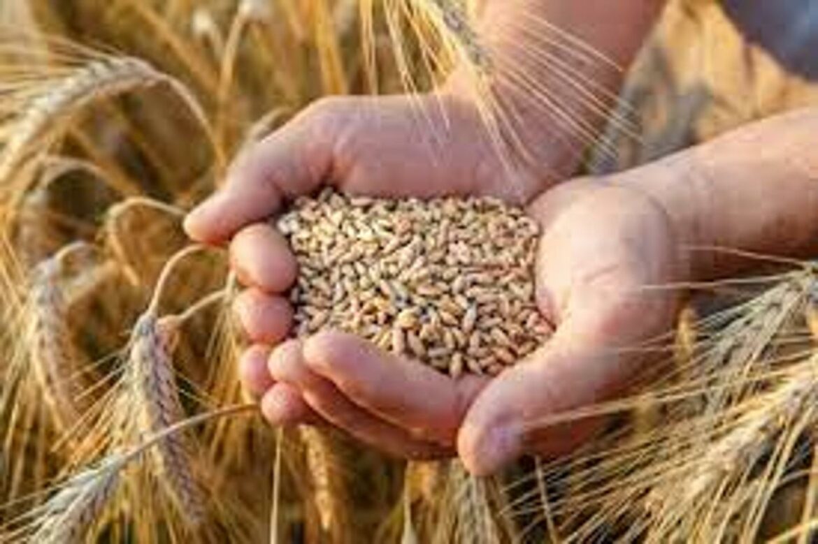 Svetu je ostalo samo 10 nedelja zaliha pšenice, upozorava ekspert