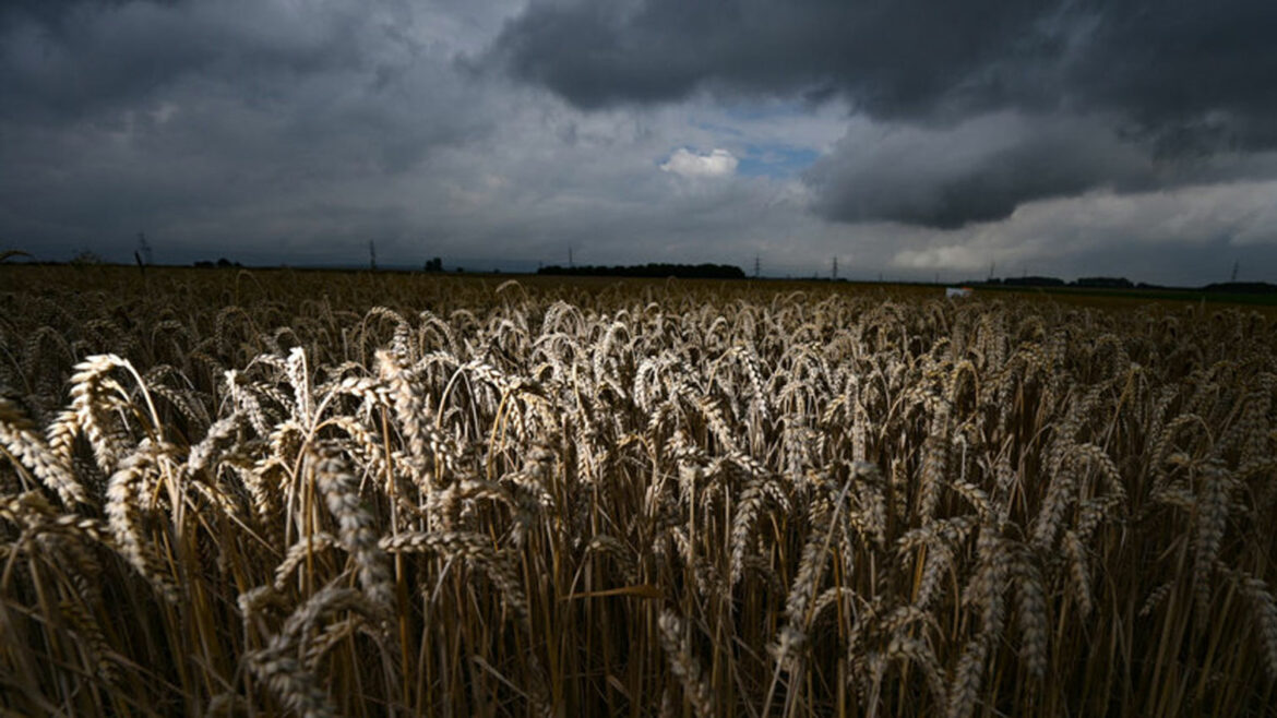 Izvoz pšenice iz rusije naglo pao