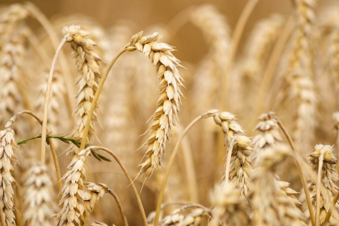 Janjić: Na domaćem i svetskom tržištu cene žitarica na istorijskim maksimumu