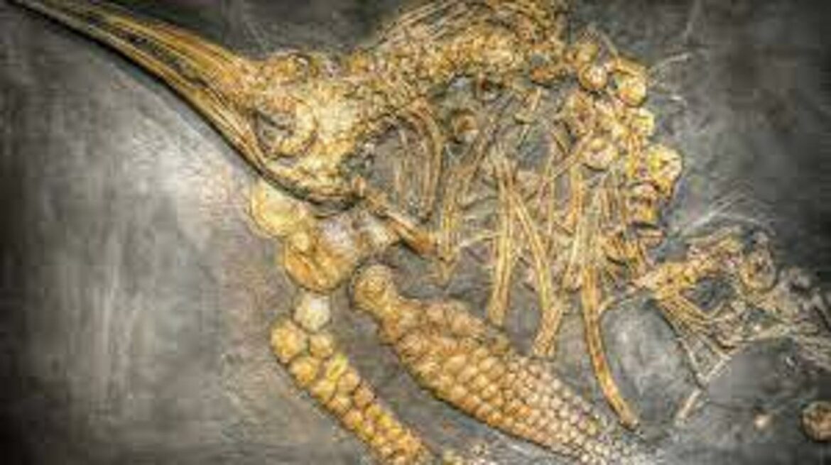 Fosil ihtiosaurusa sa netaknutim embrionima izvađen iz glečera u Čileu