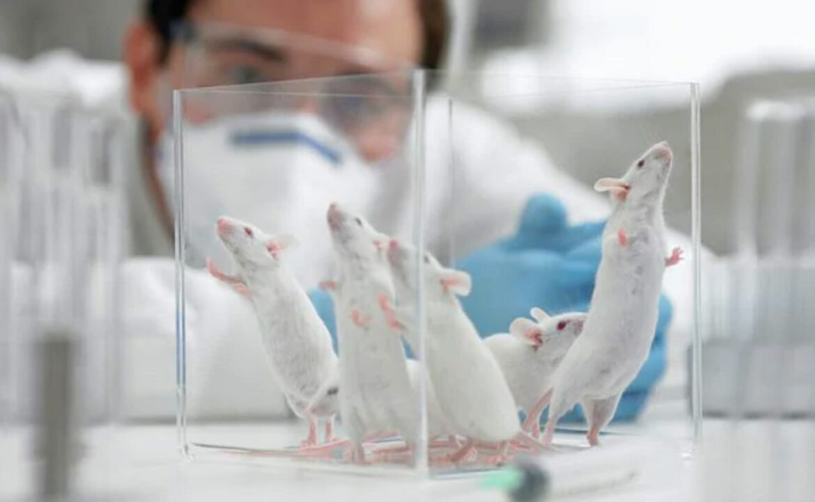 Nature: Moždana tečnost mladih poboljšava pamćenje kod starih miševa