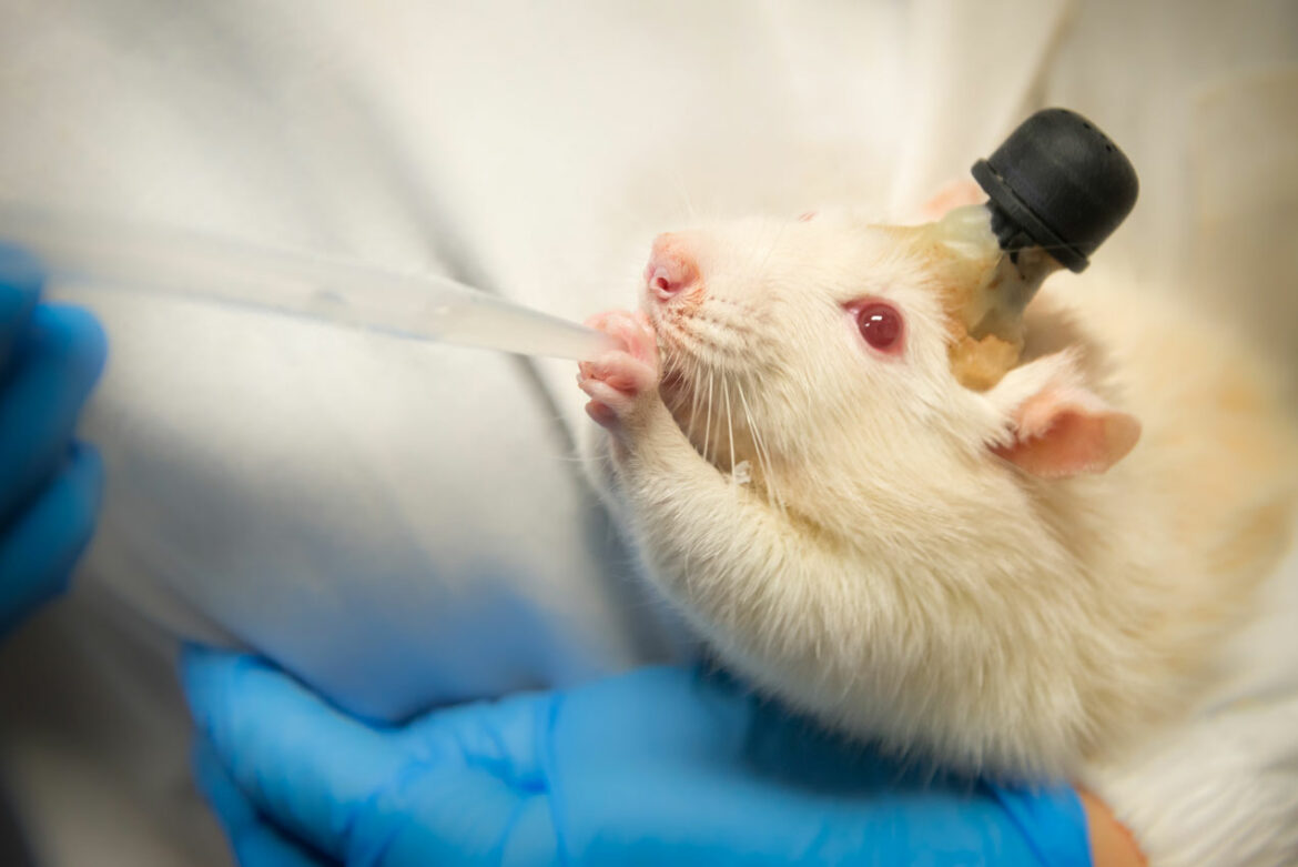 Lek za HIV pomaže kod jedne vrste gubitka pamćenja kod miševa