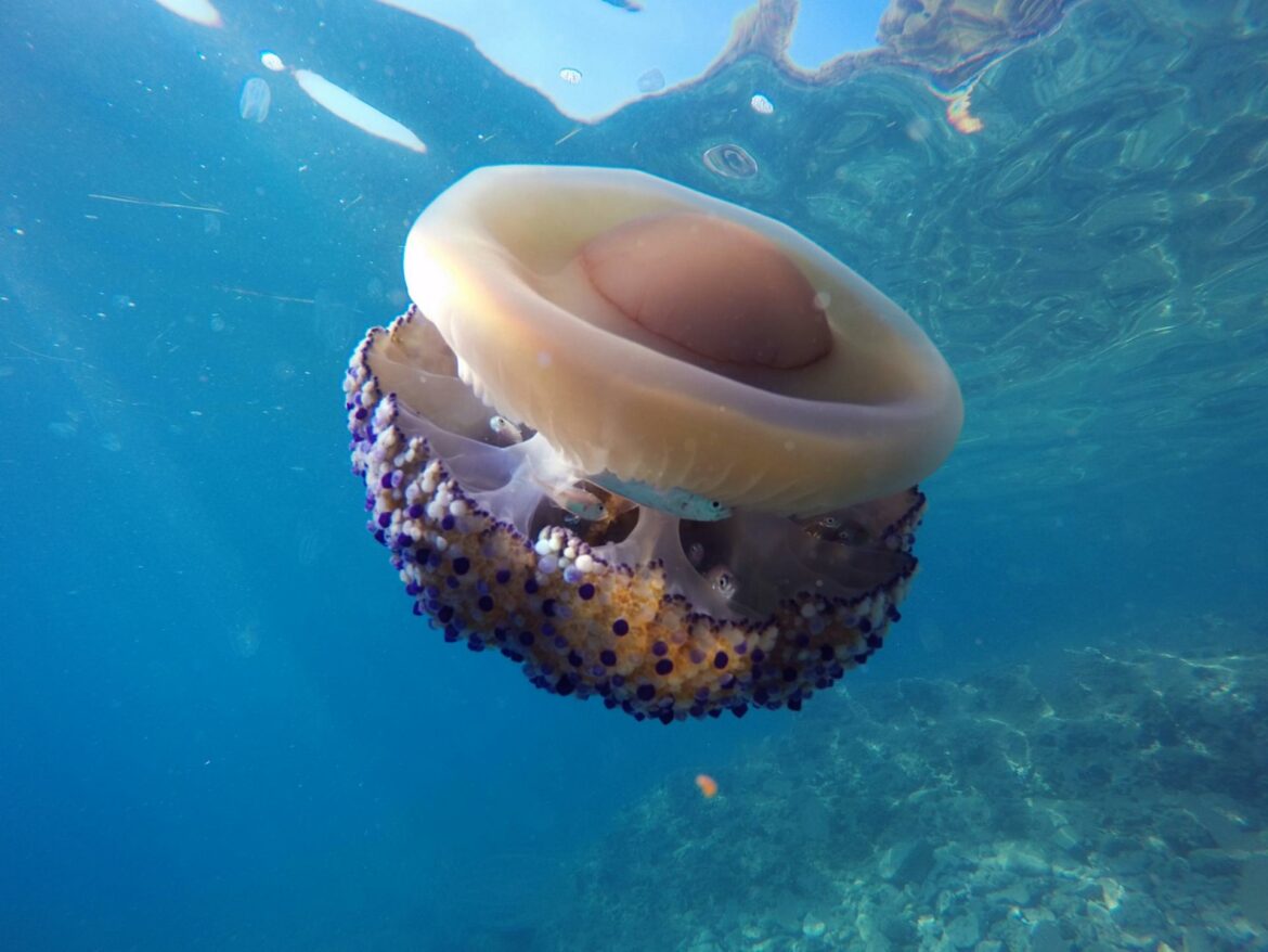 Opasne meduze i ove godine u Egejskom i Jonskom moru