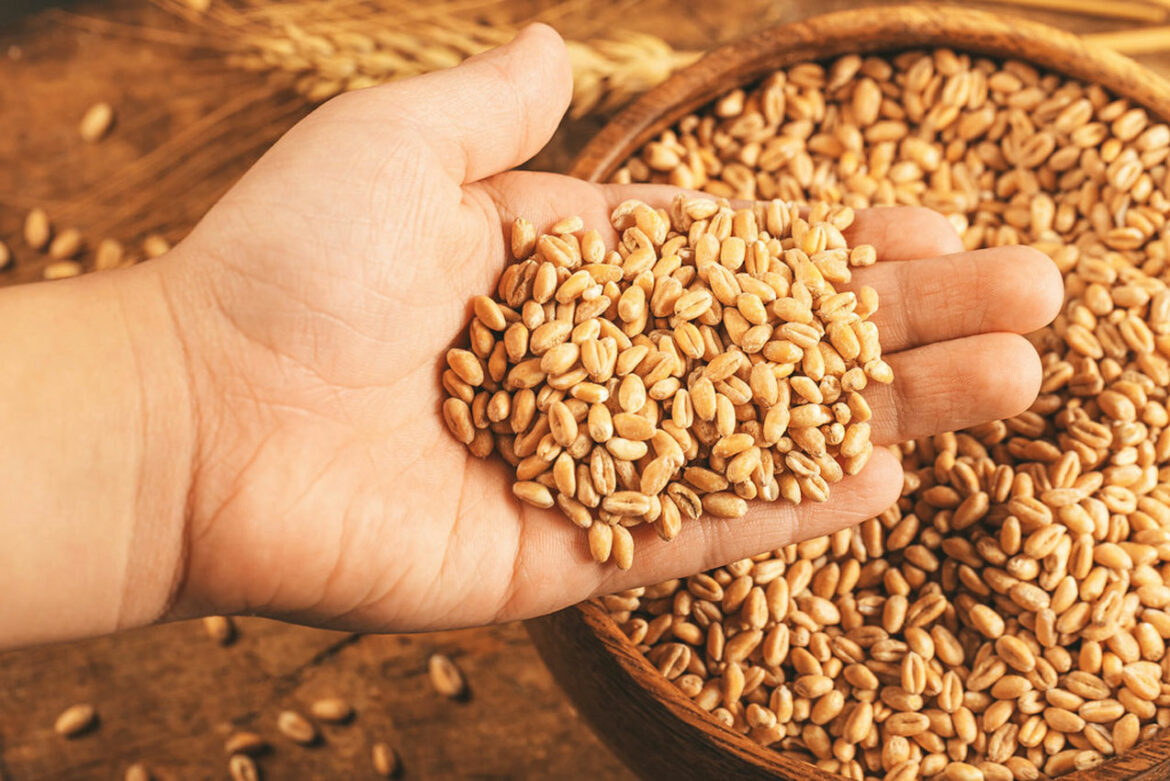 Novosadska berza: Cena pšenice 21,50 dinara, kukuruza 17,00 dinara