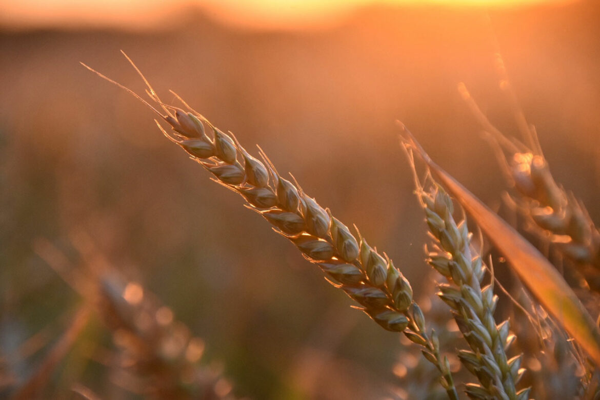 Novosadska berza: Cena pšenice 19,5 dinara, kukuruza 17,29 dinara