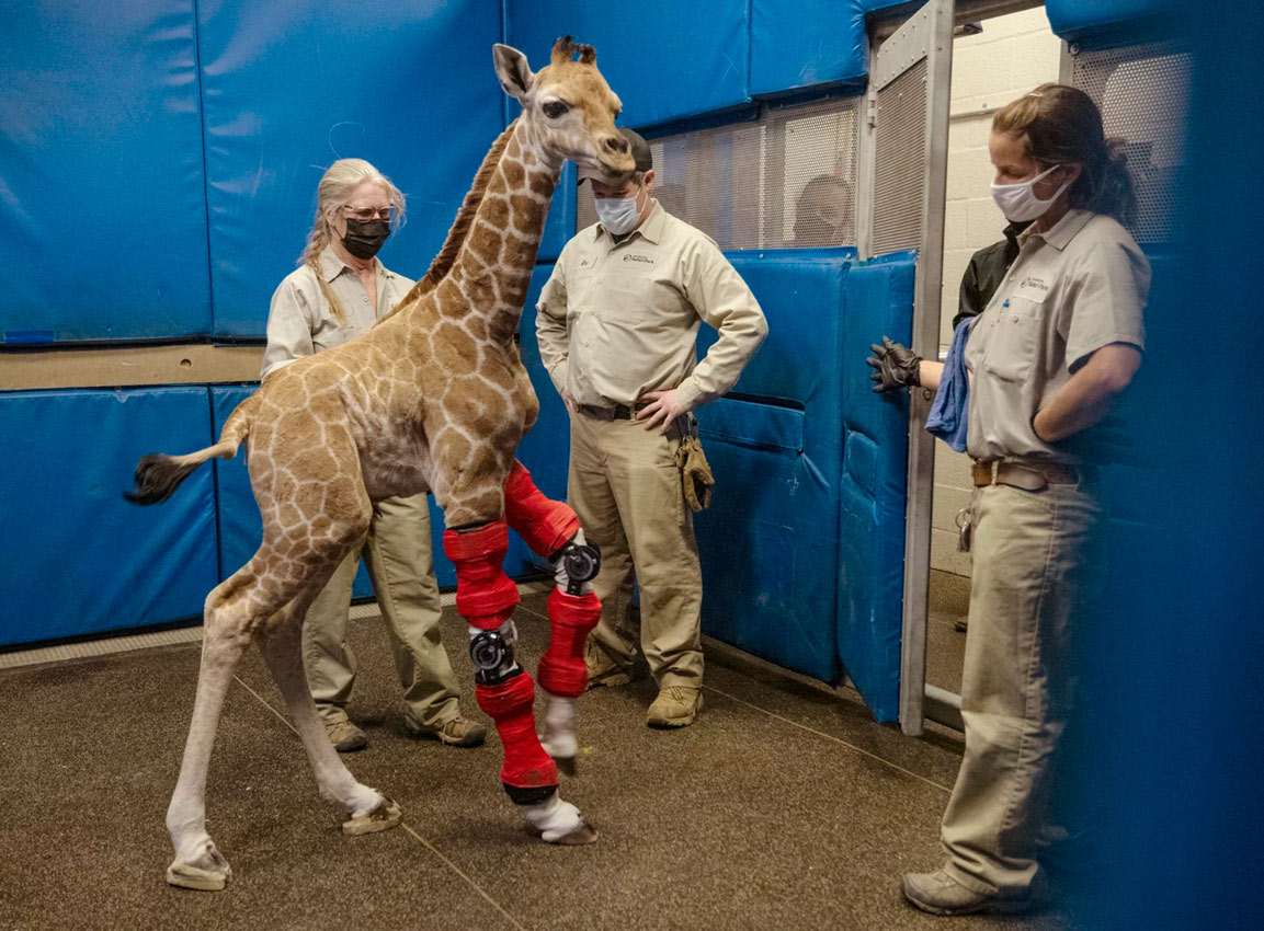Žirafa dobila modifikovane proteze za noge