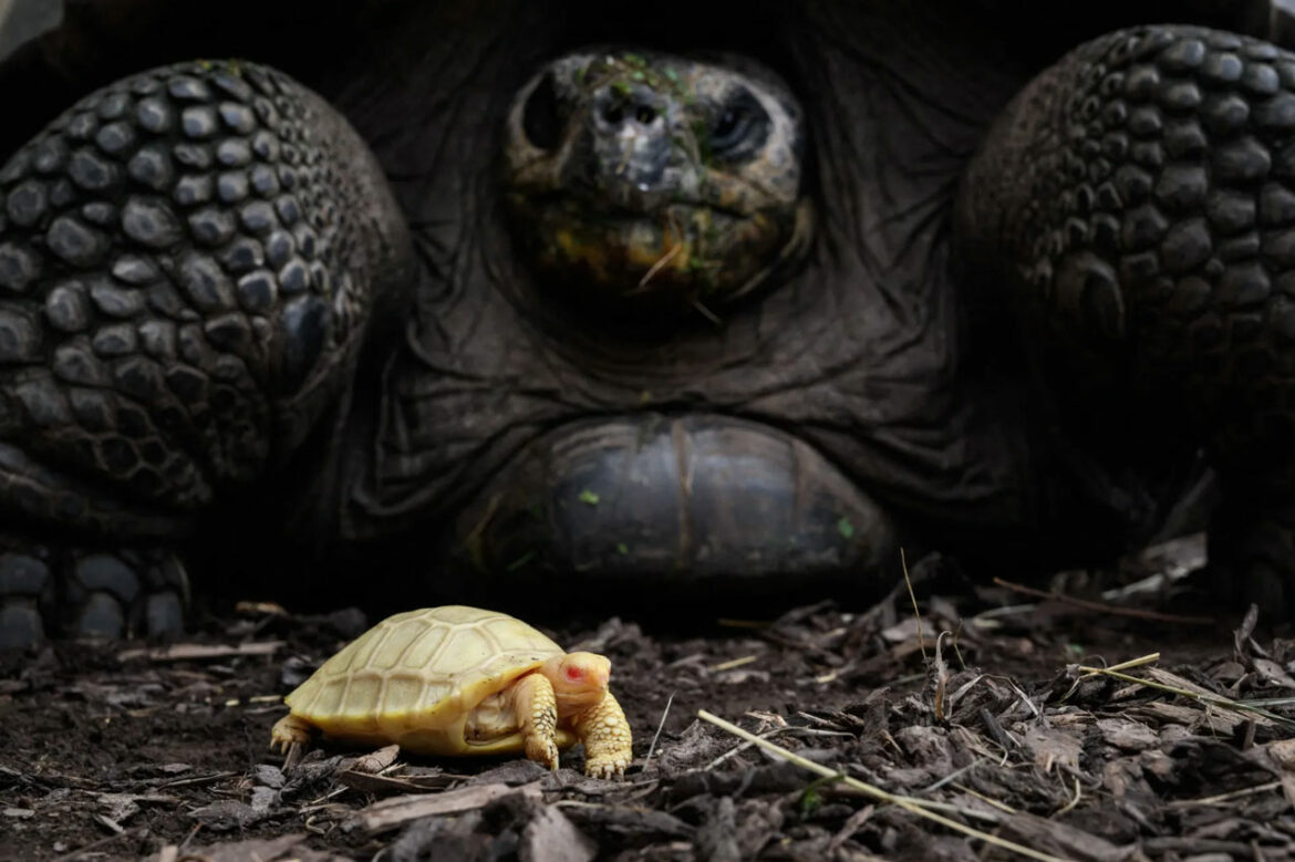 U zoološkom vrtu u Švajcarskoj rođena retka albino Galapagoska džinovska kornjača