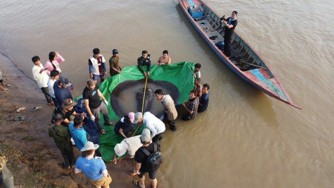 Najveća slatkovodna riba na svetu, skoro 300 kilograma, pronađena u Kambodži