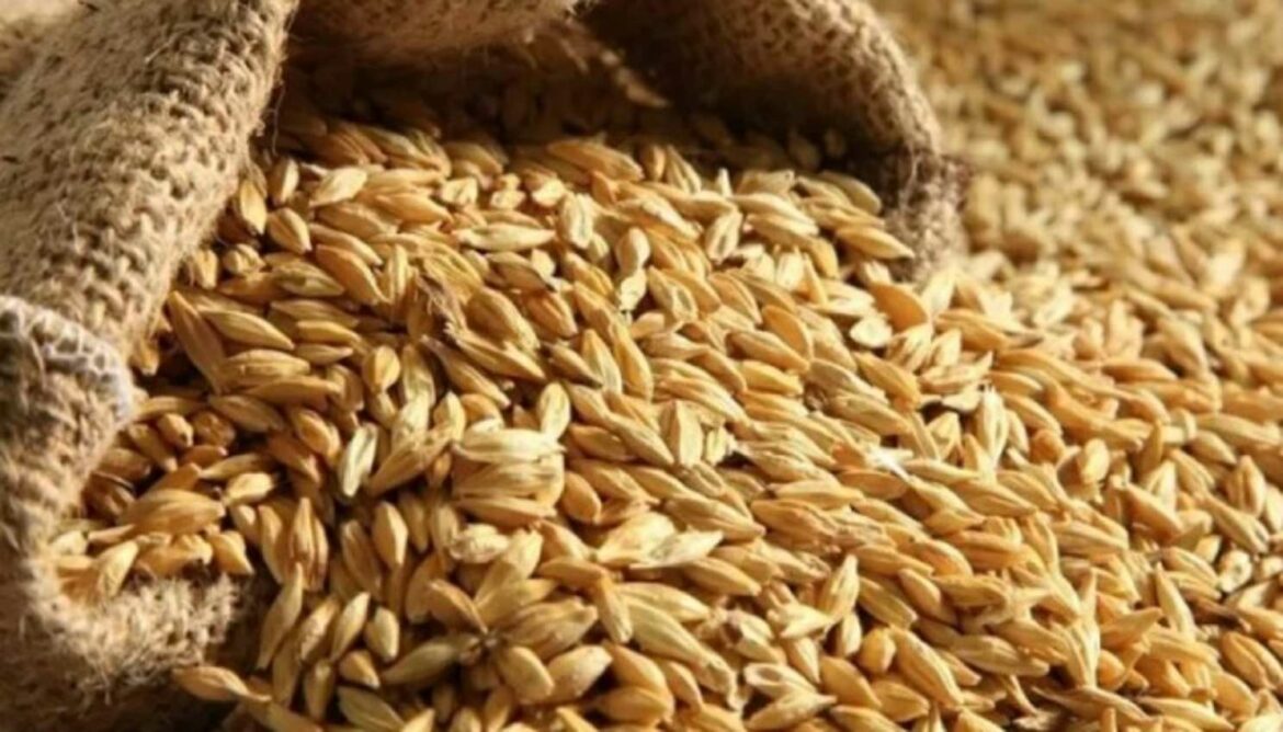 Ministarstvo poljoprivrde: Rusija izvozi najmanje 400.000 tona žita iz Ukrajine