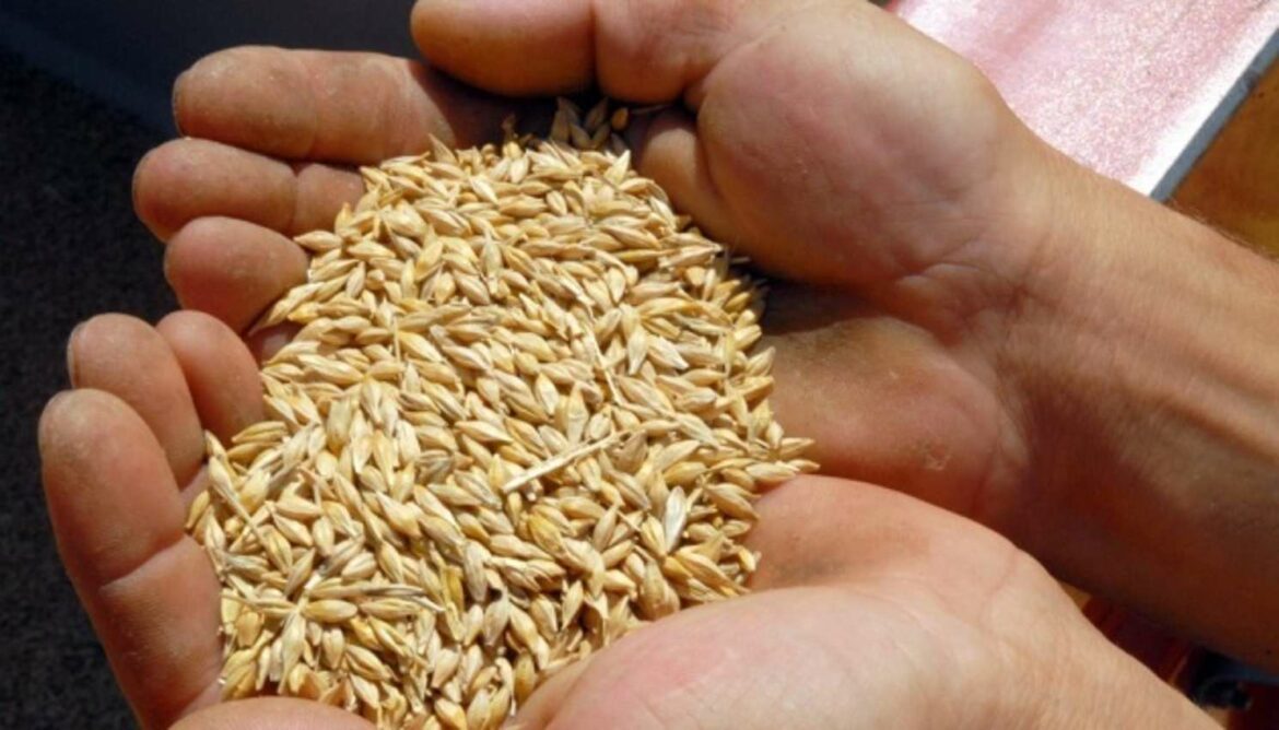 Turska kaže da je „teško“ utvrditi poreklo žitarica koje prodaje Rusija