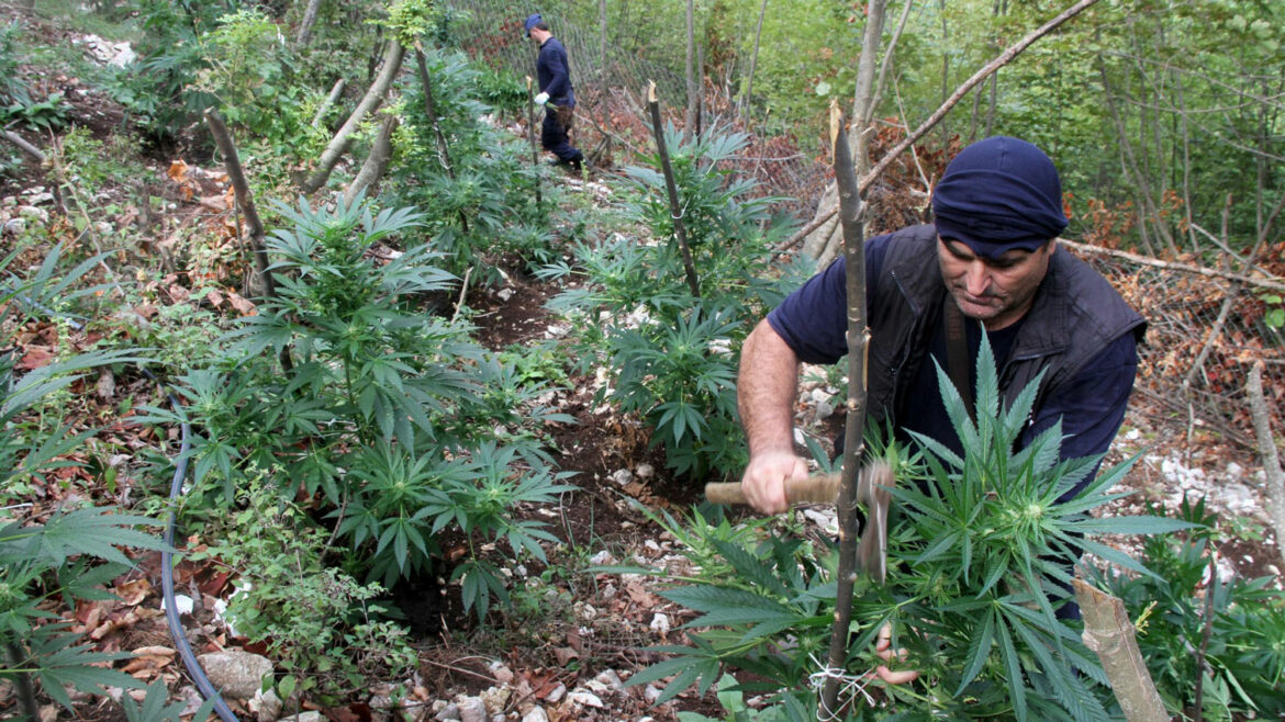 Albanija planira da legalizuje proizvodnju medicinske marihuane