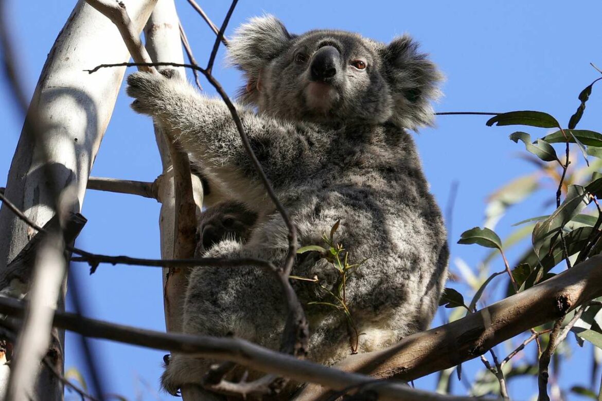 Australijske životinje u opasnosti zbog stanja životne sredine