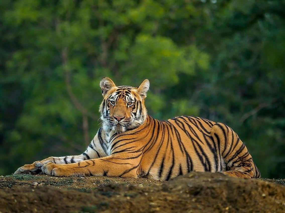 Na svetu ima 40% više tigrova nego što se ranije procenjivalo