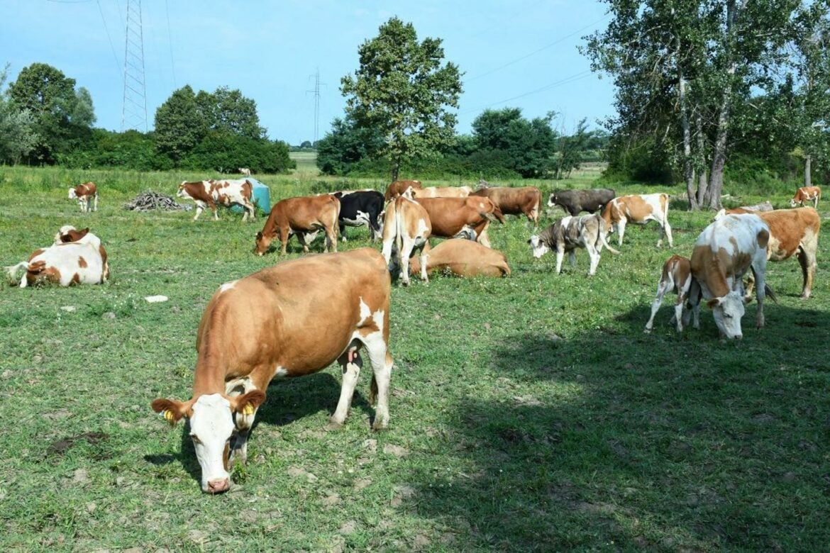 Hrvatska: Uginulo više od sto goveda od antraksa, šest osoba zaraženo