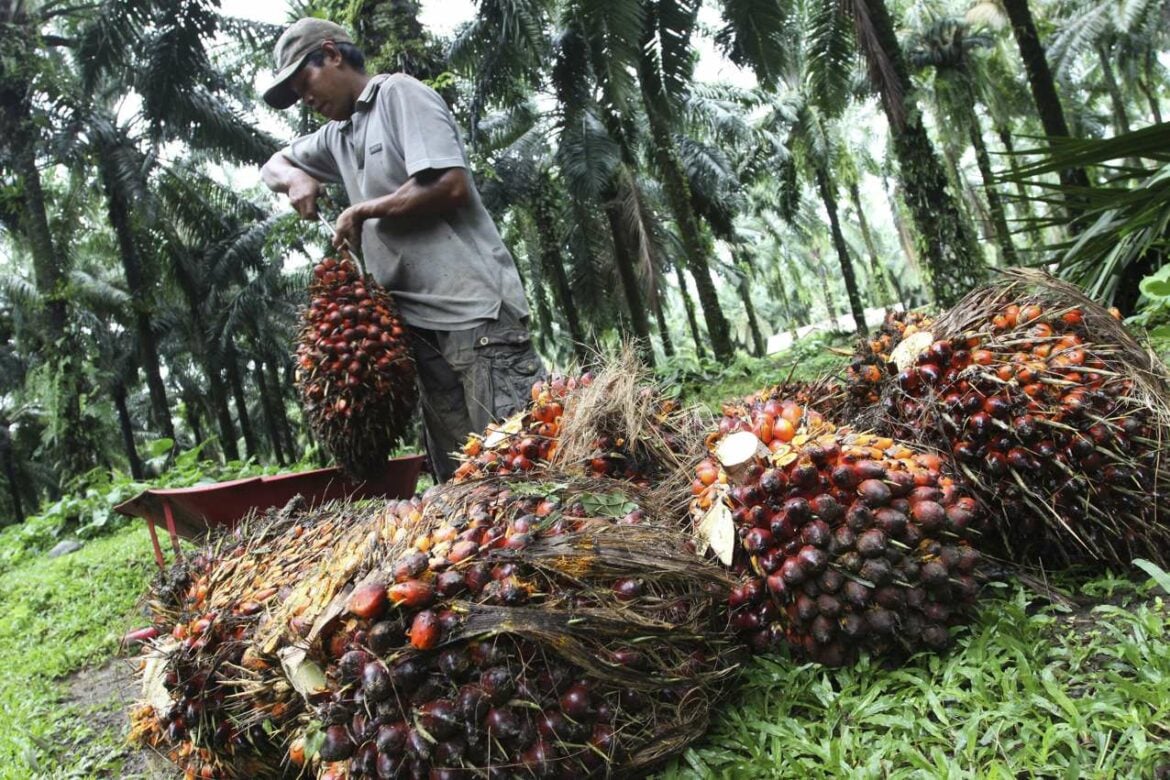 Indonezija ukida porez na izvoz palminog ulja do 31. avgusta