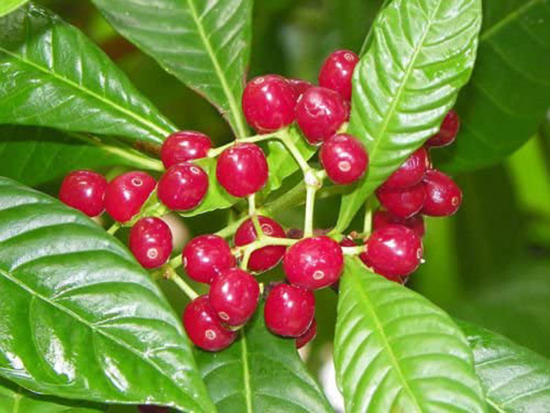 Kako plantaže kafe ograničavaju ishranu ptica