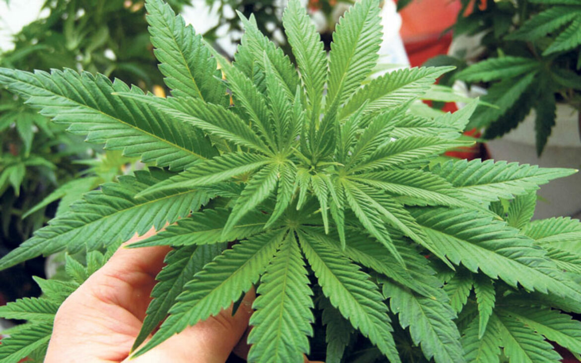 Albanija planira da legalizuje proizvodnju medicinske marihuane