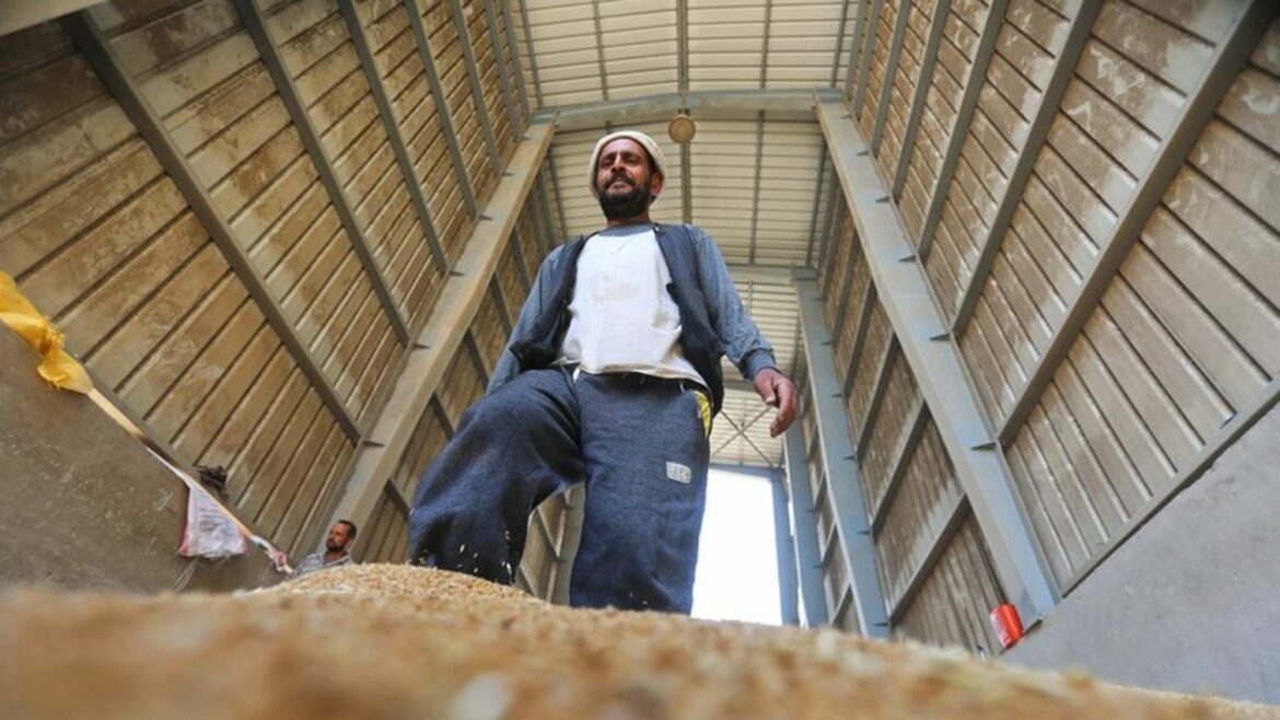 Rojters: Egipat otkazao ukrajinski ugovor o pšenici