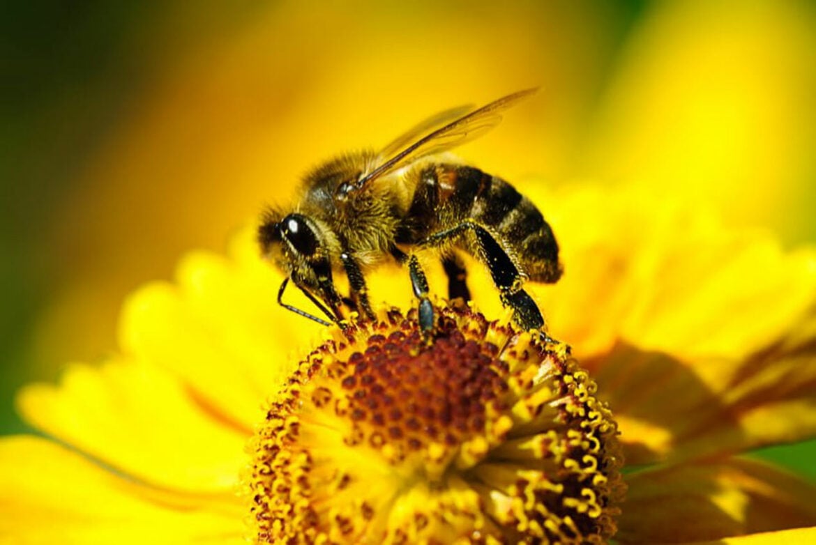 Manuka med bi mogao da leči potencijalno smrtonosne infekcije pluća otporne na lekove