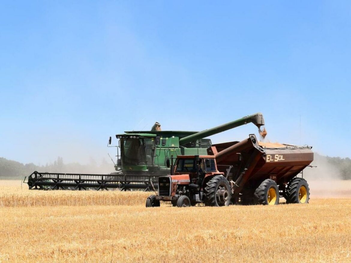 Cena pšenice u padu, smanjena ponuda i tražnja