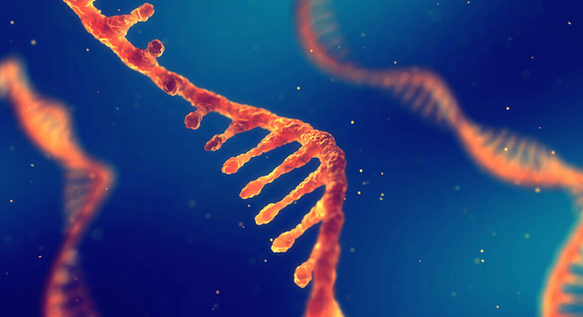 Istraživači pokazuju kako je mali lanac RNK ključan za borbu protiv raka