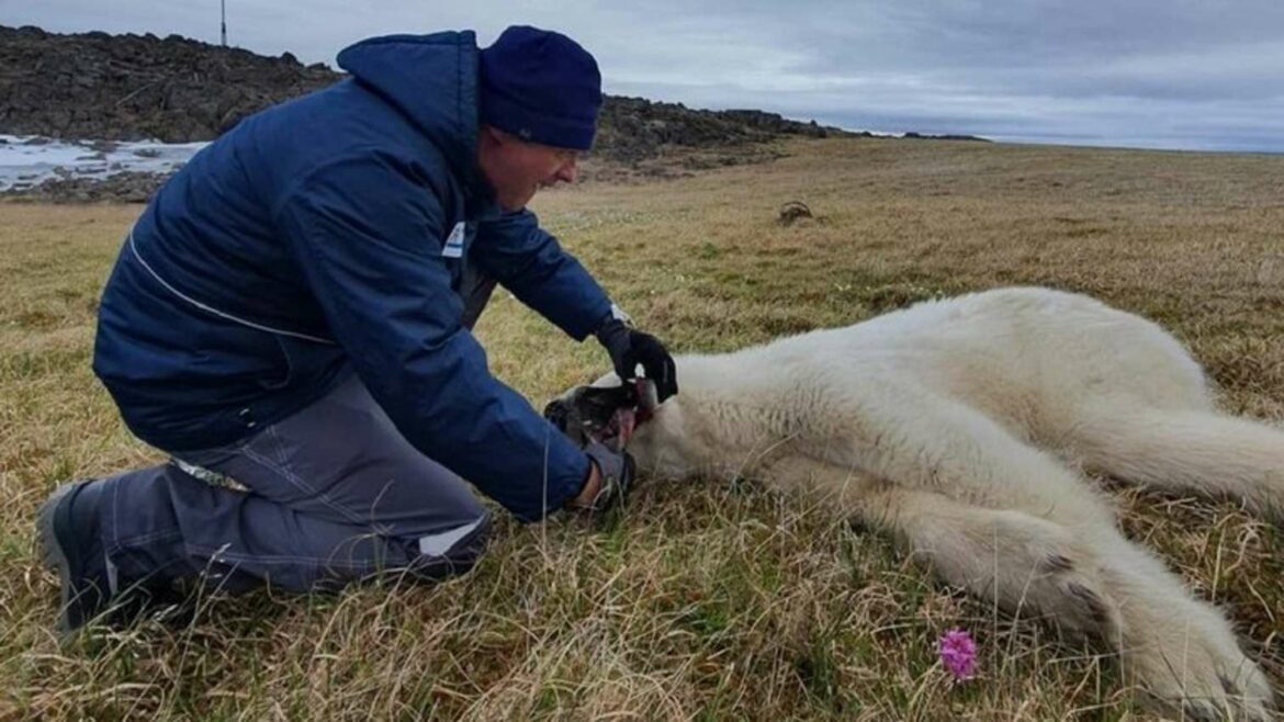 Ruski naučnici spasili polarnog medveda
