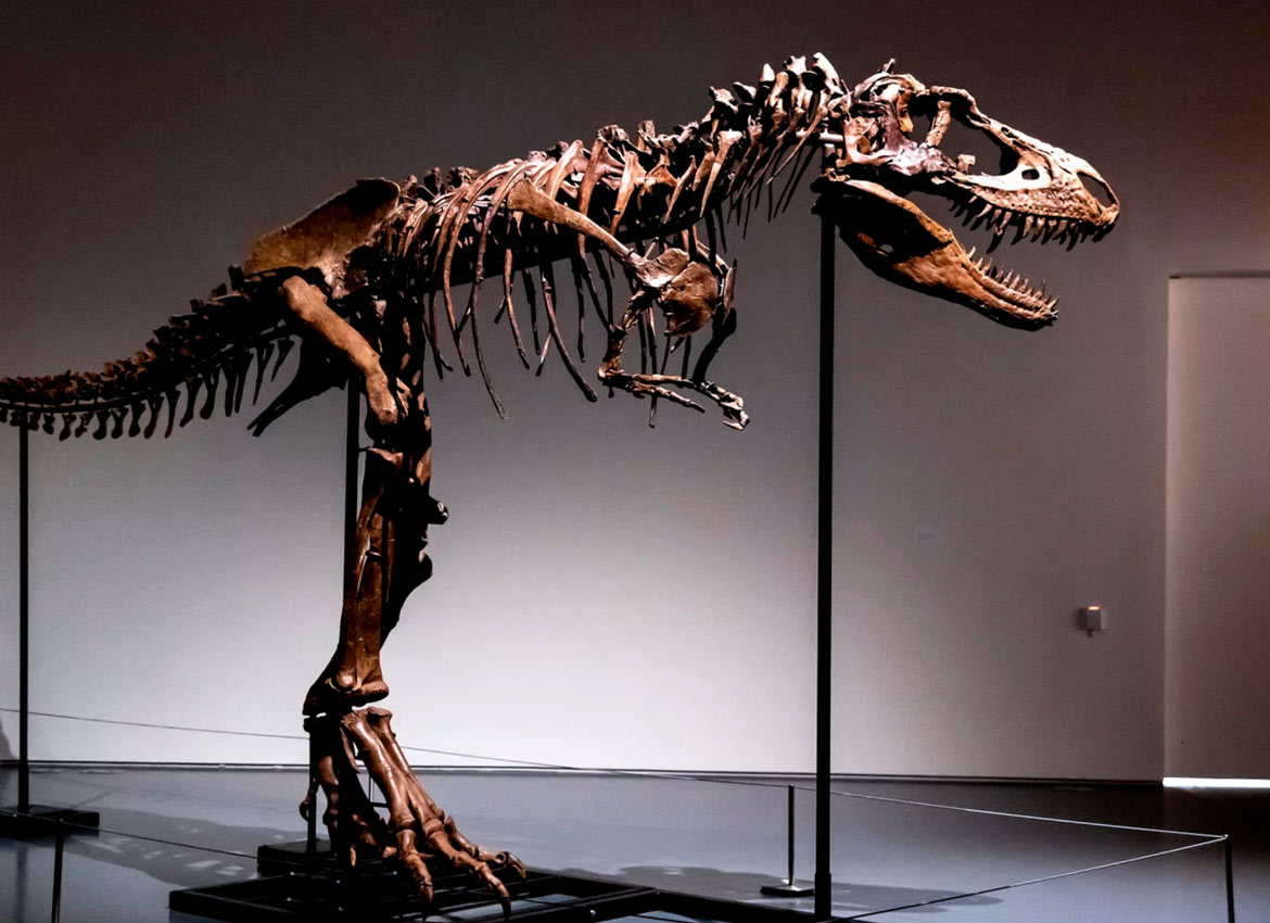 Skelet dinosaurusa star 76 miliona godina biće na aukciji u Njujorku