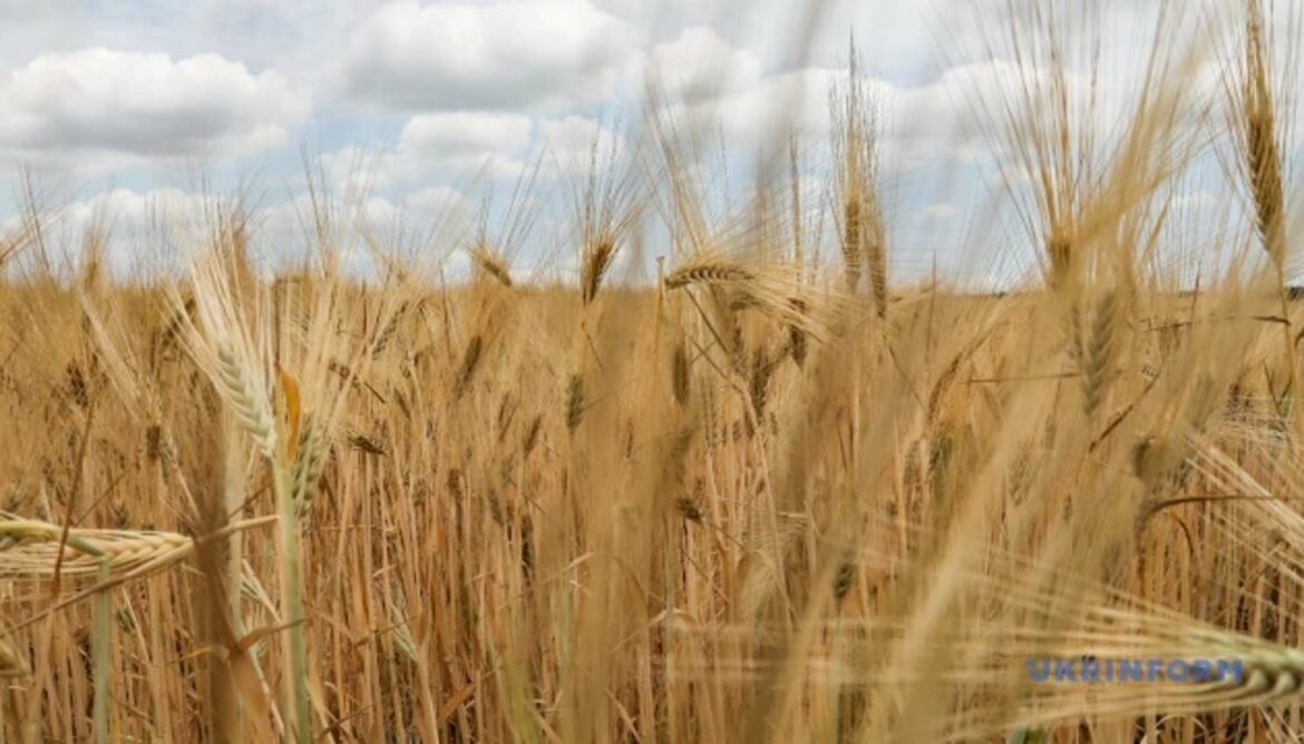 Egipat nije odbio ukrajinsko žito, biće potpisan novi ugovor
