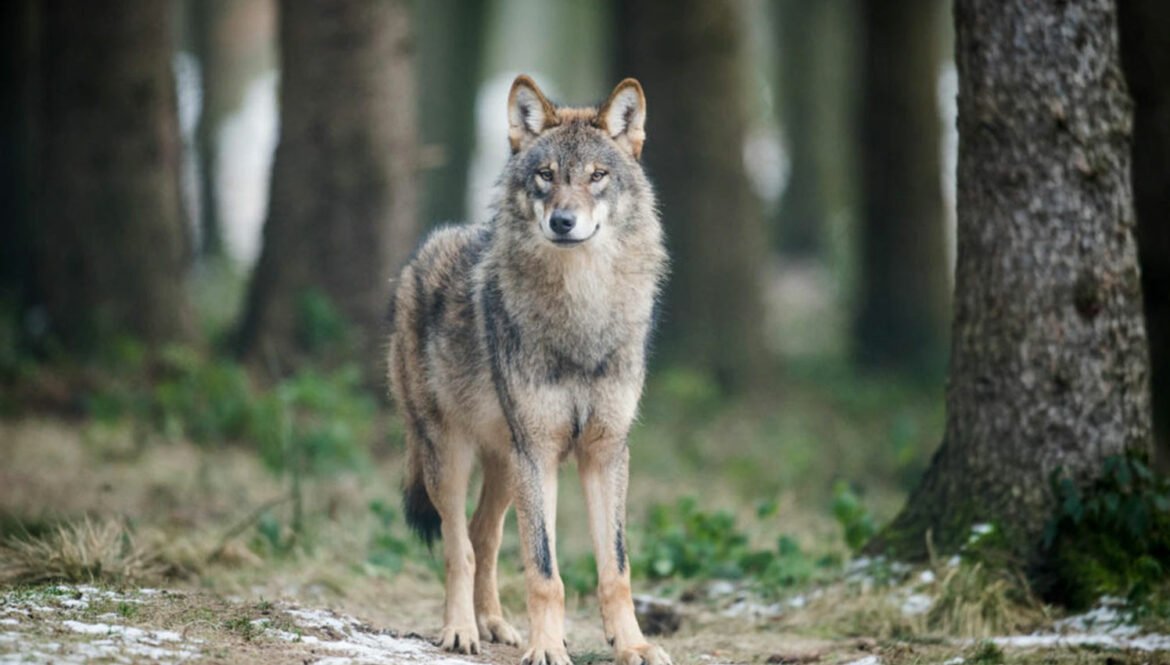 Švajcarski kanton dozvolio odstrel vukova