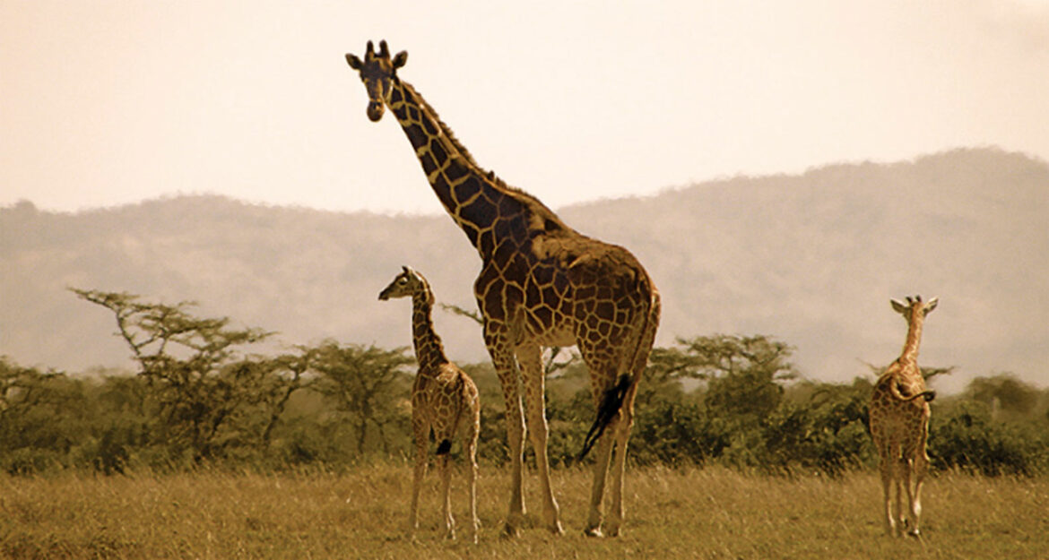 Retke žirafe blizanci rođeni u Keniji