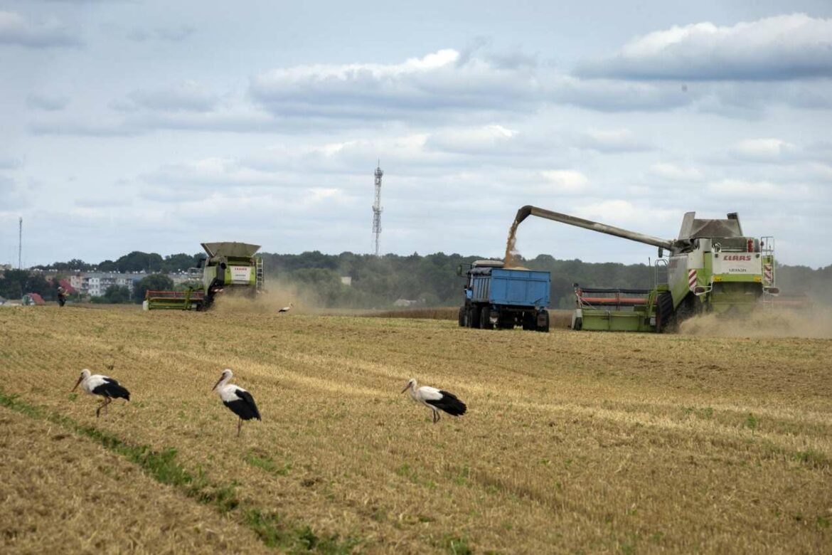 Od 1. avgusta 622.000 tona žita isporučeno iz ukrajinskih luka