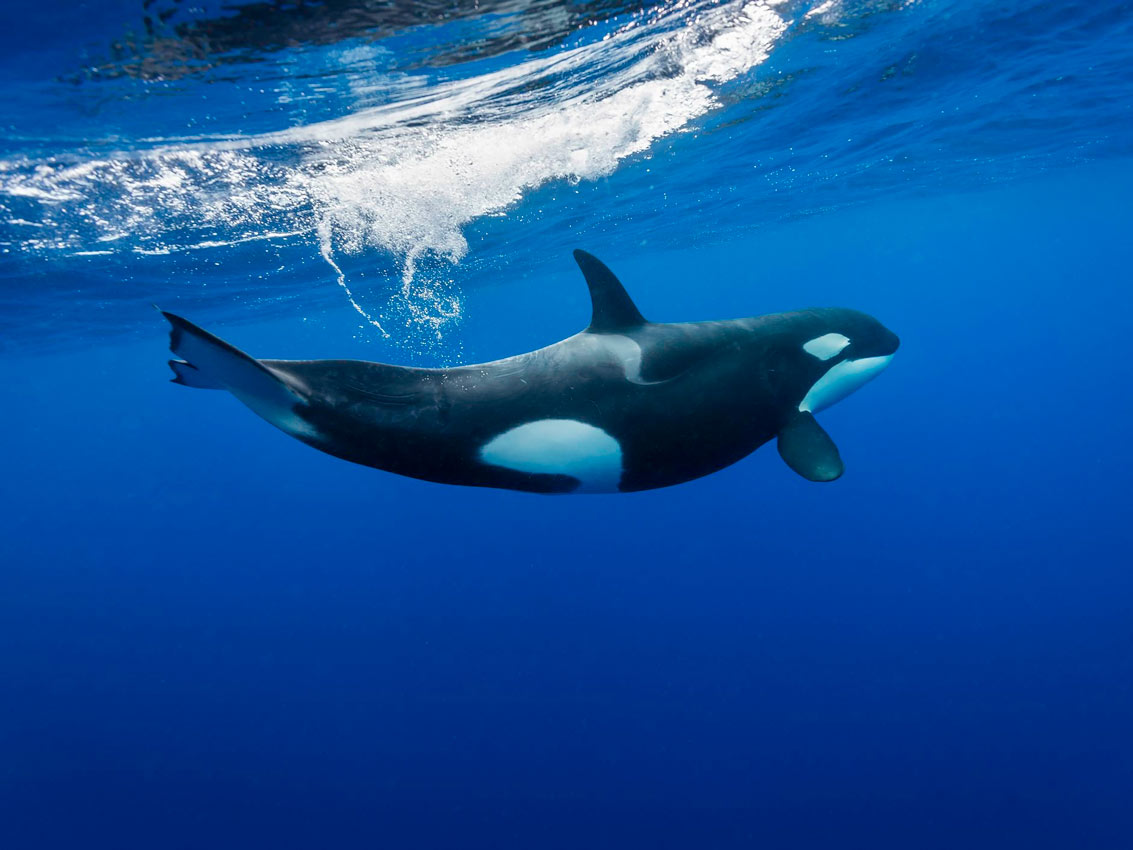 Kitovi ubice ‘napadaju’ jedrilice u blizini evropske obale
