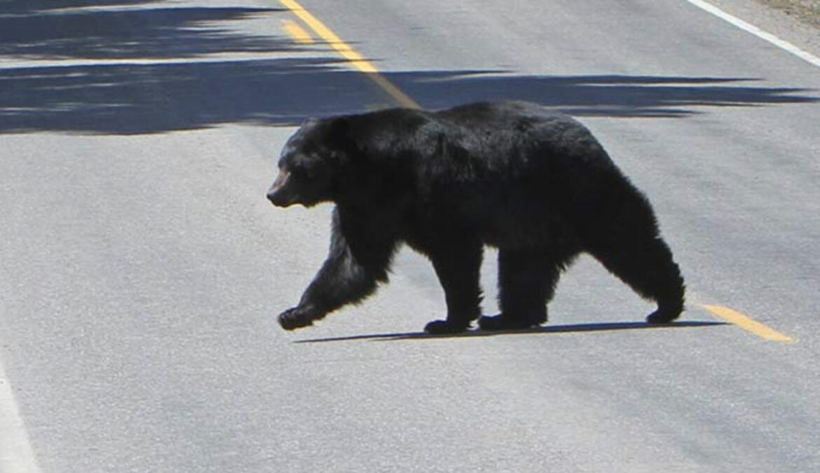 Montana: Motocikl udario medveda, poginuo vozač