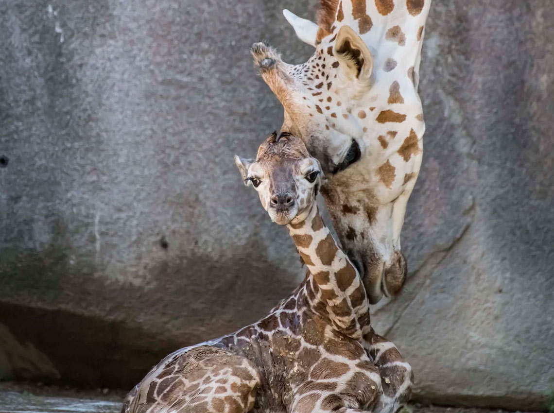 Posetioci zoološkog vrta prisustvovali rođenju bebe žirafe