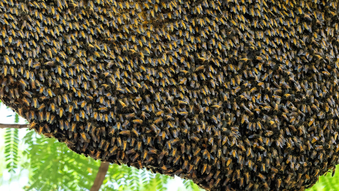 Evo šta pokreće džinovske pčele da naprave talas