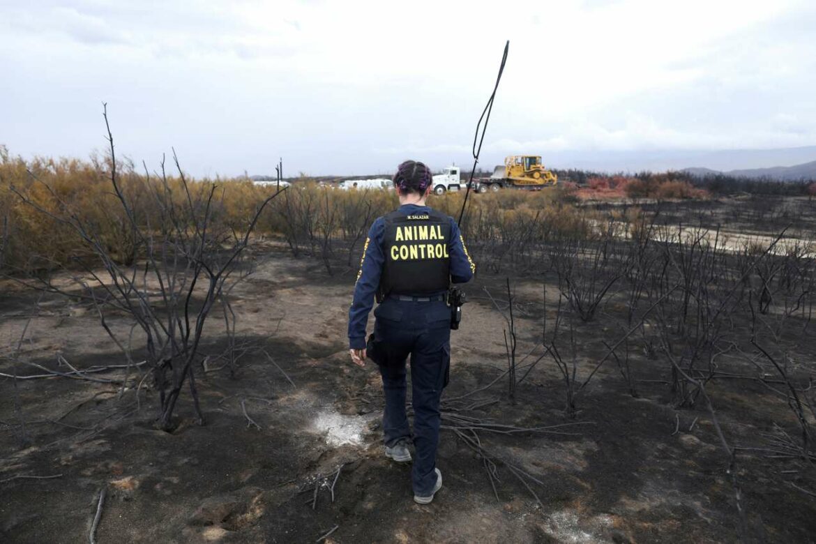 Rojters: Dok kalifornijski požari besni, volonteri pomažu u spasavanju konja i stoke